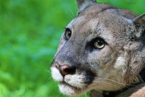 mountain-lion-1055259-300x200.jpg