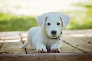 puppy-1903313-300x200.jpg