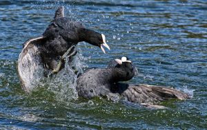 coots-4174466_1920-300x189.jpg