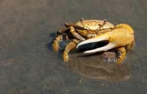 crab-79156_1920-300x193.jpg