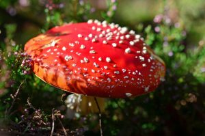 fly-agaric-975261_1920-300x199.jpg