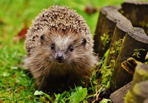 hedgehog-child-1759027-300x208.jpg