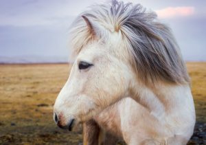 pony-2235916-300x211.jpg