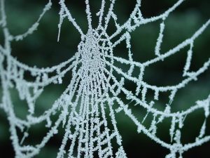 1280px-Spiderweb_with_frost-300x225.jpg