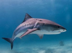 800px-Tiger_shark-300x222.jpg