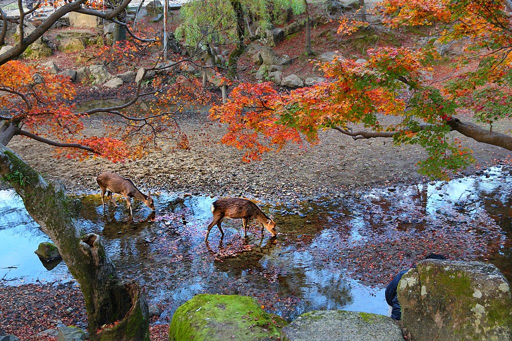 1024Px-003 Nara Deer In Japan - Deer Of Nara Park Under Autumn Leaves