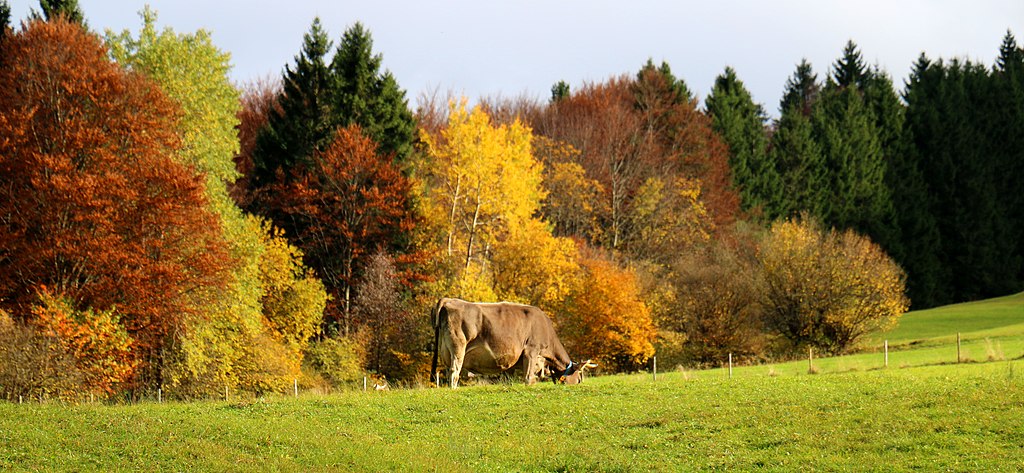 1024Px-Bavarian Fall