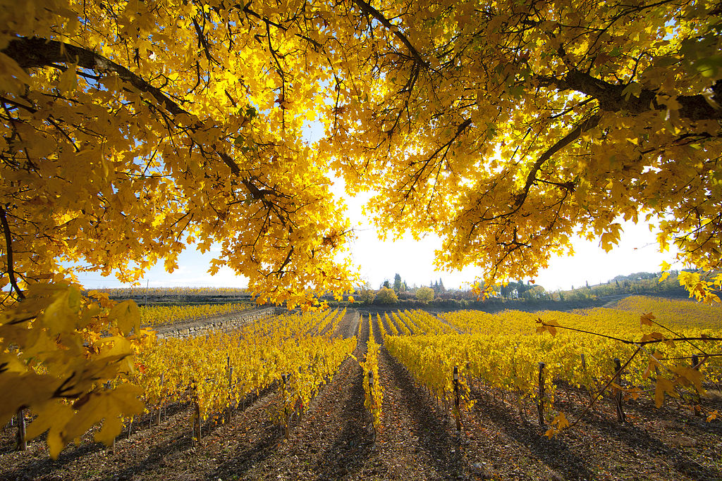 1024Px-Obellavistaparticolarecolorigiallo