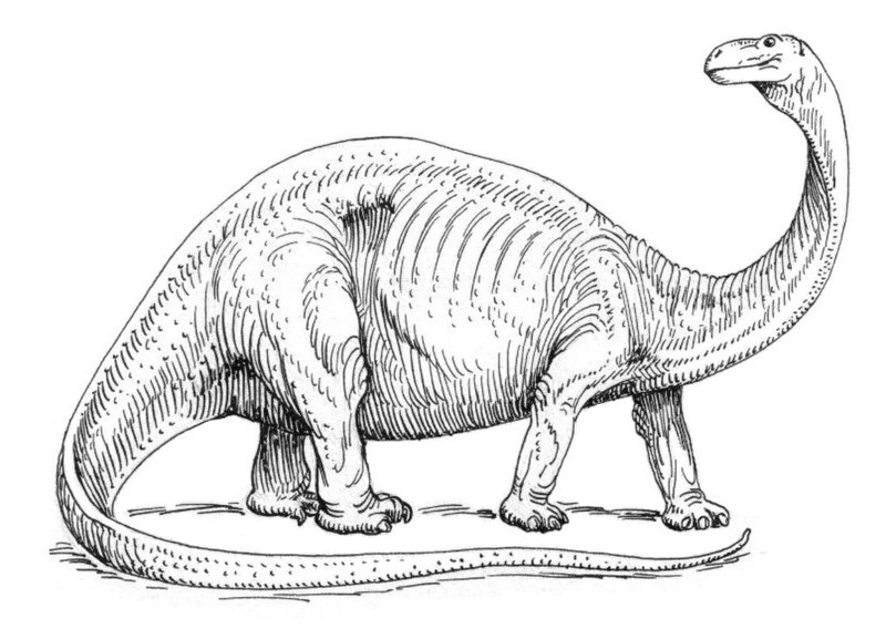 Brontosaurus (Psf)
