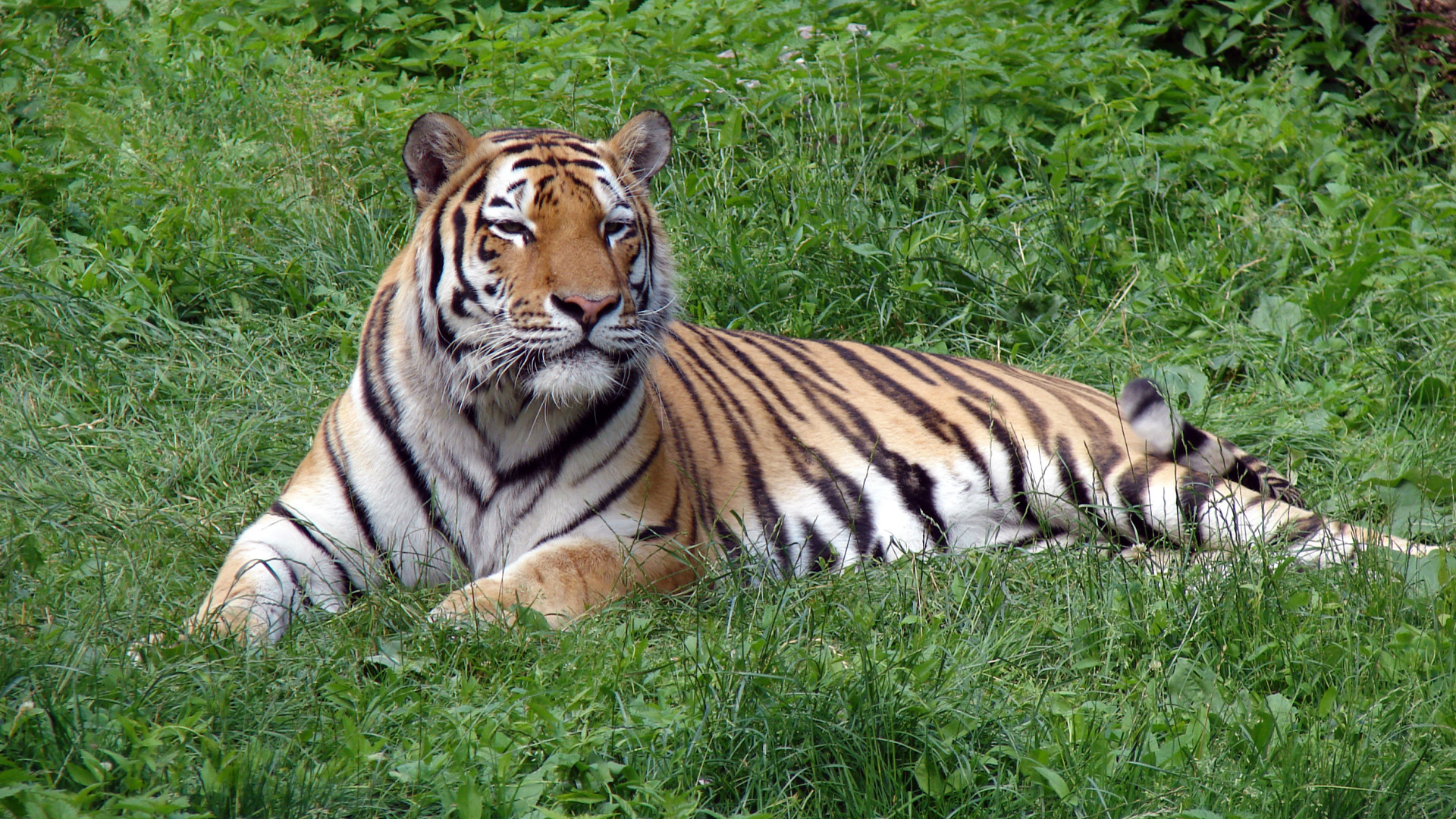 File:Panthera tigris altaica in Lodz Zoo 1.jpg