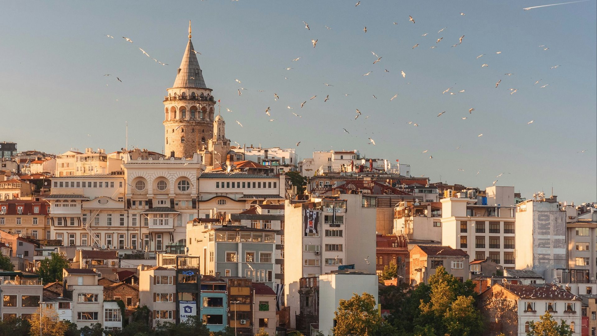 aerial view of buildings and flying birds