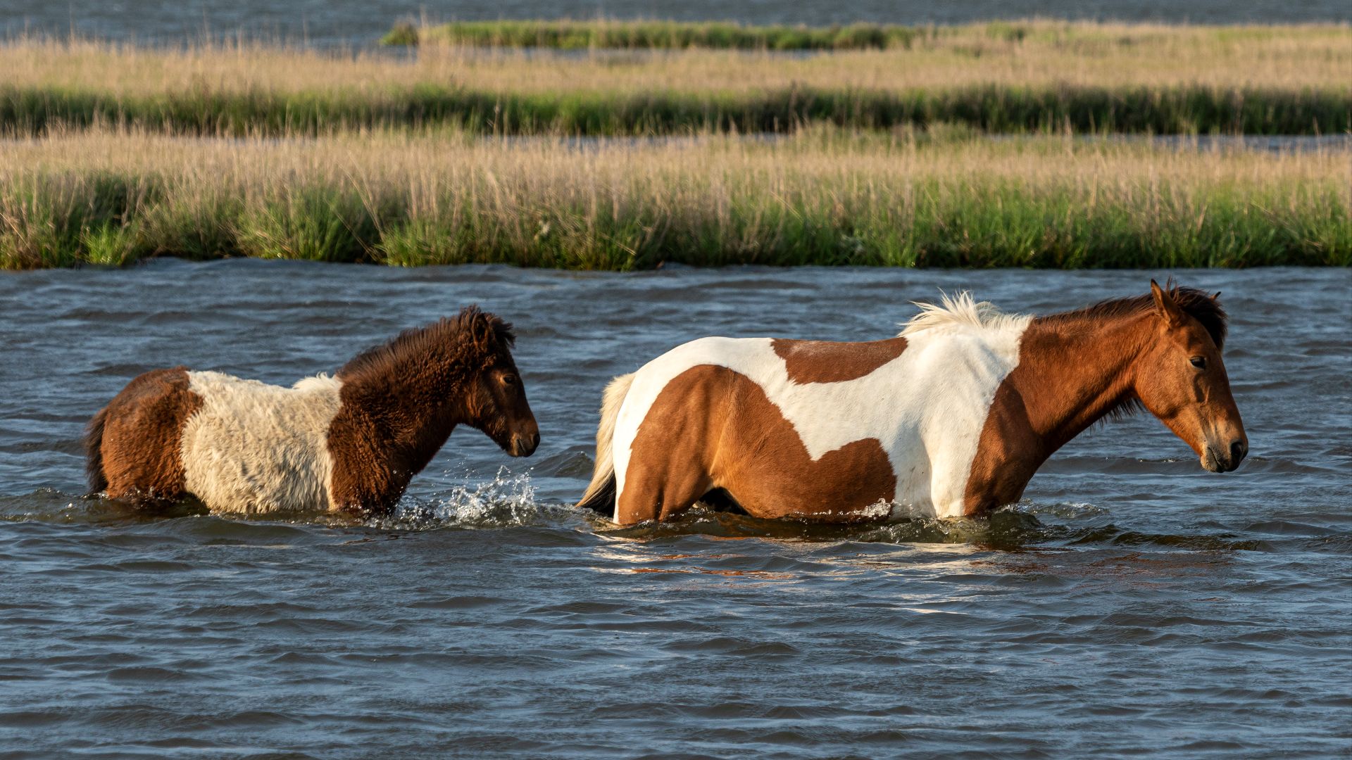 File:Assateague pony and foal MD1.jpg