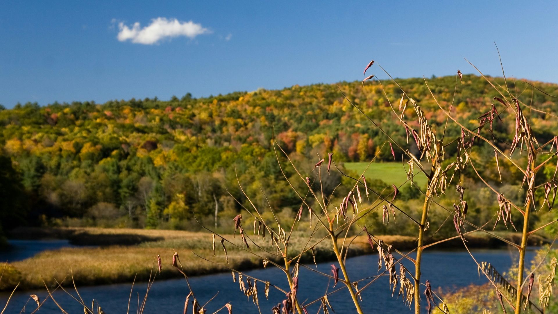 green grass field near body of water during daytime