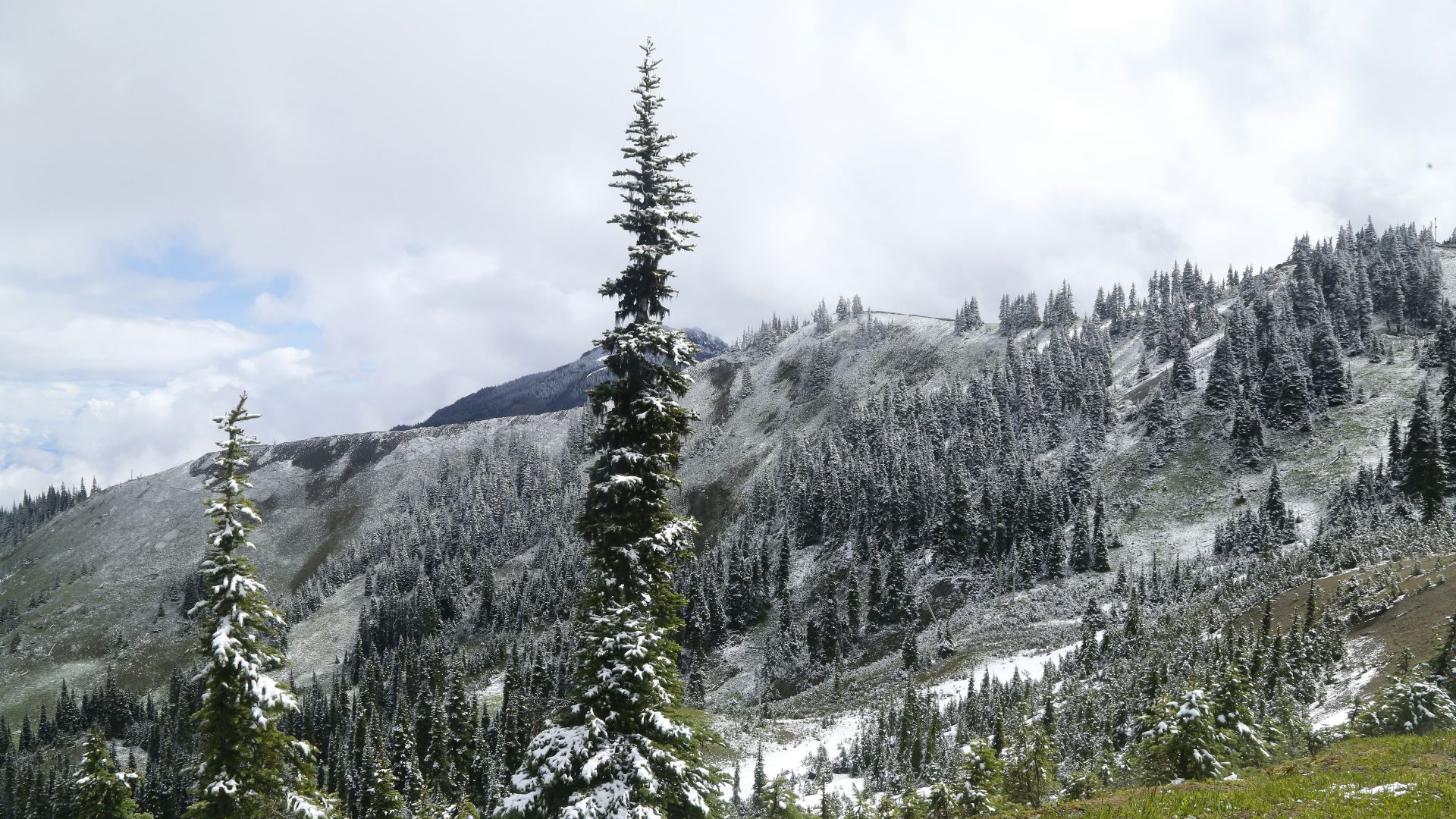 a snow covered mountain with trees in the foreground