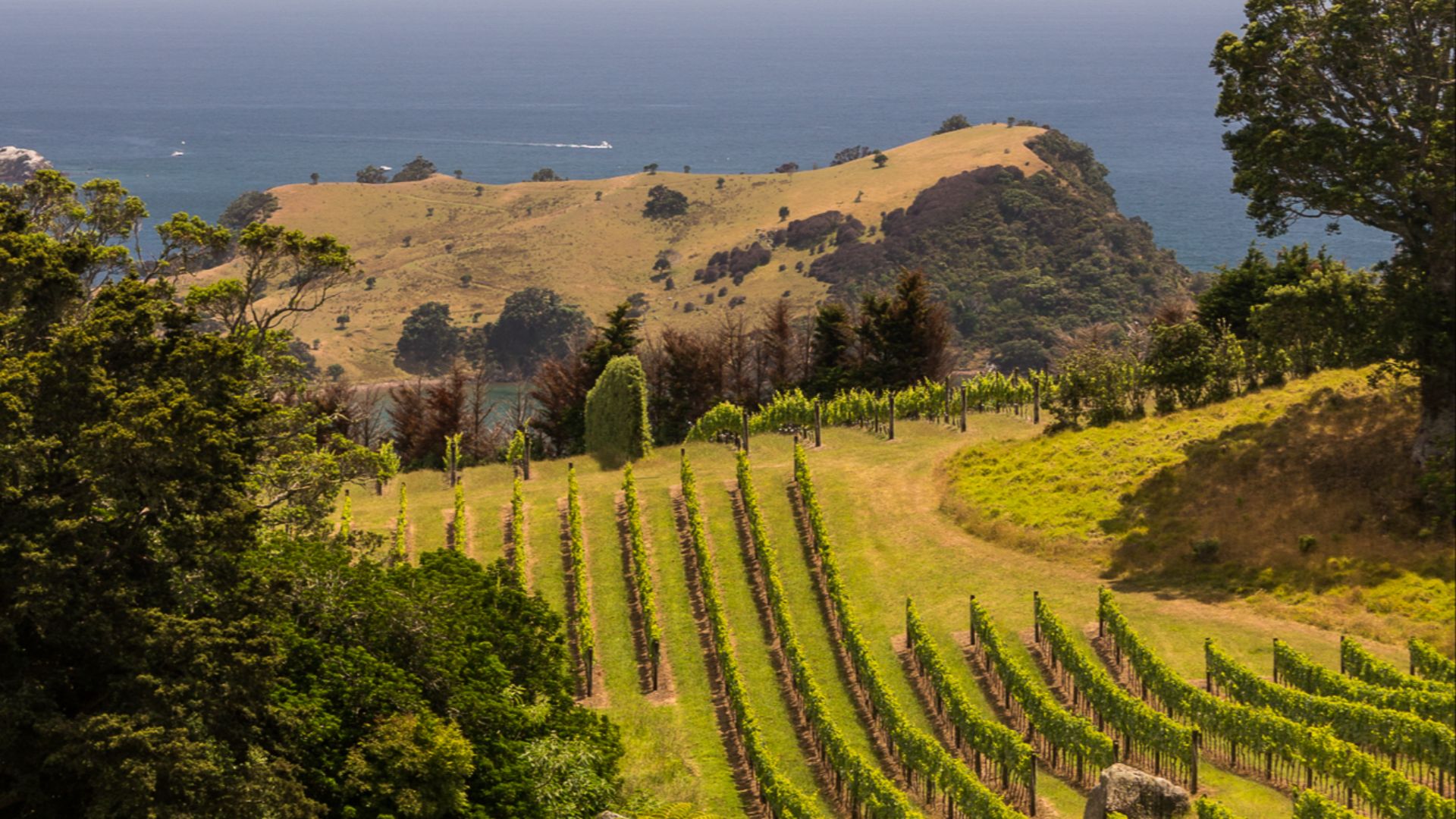 File:Man o' War Vineyards and Hooks Bay.jpg