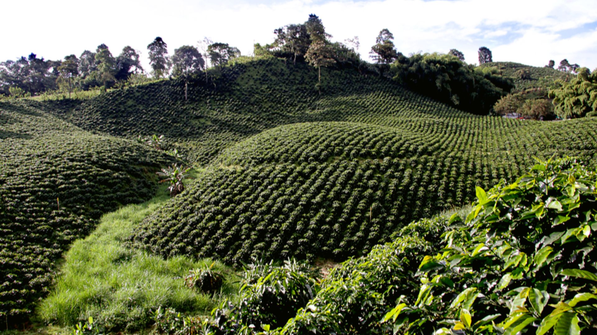 File:Cafetales, en Colombia.jpg