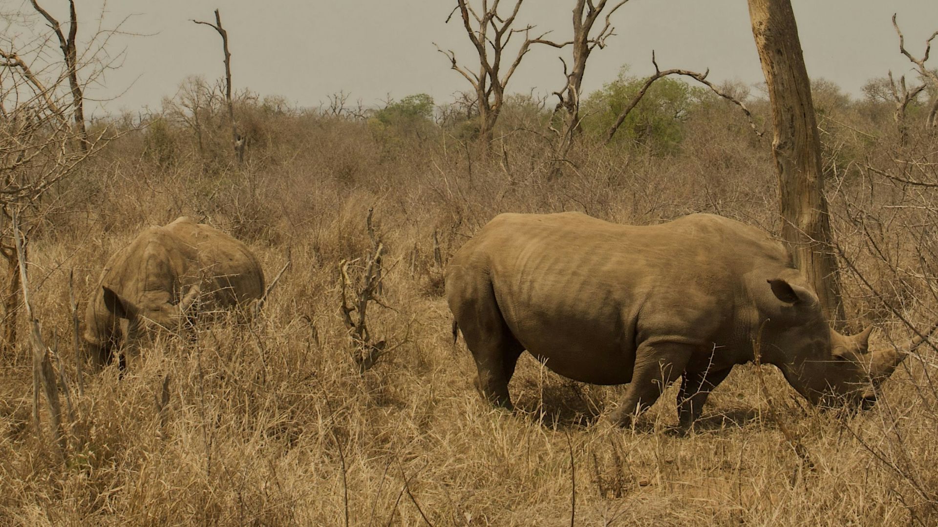 a group of rhinoceros in a field