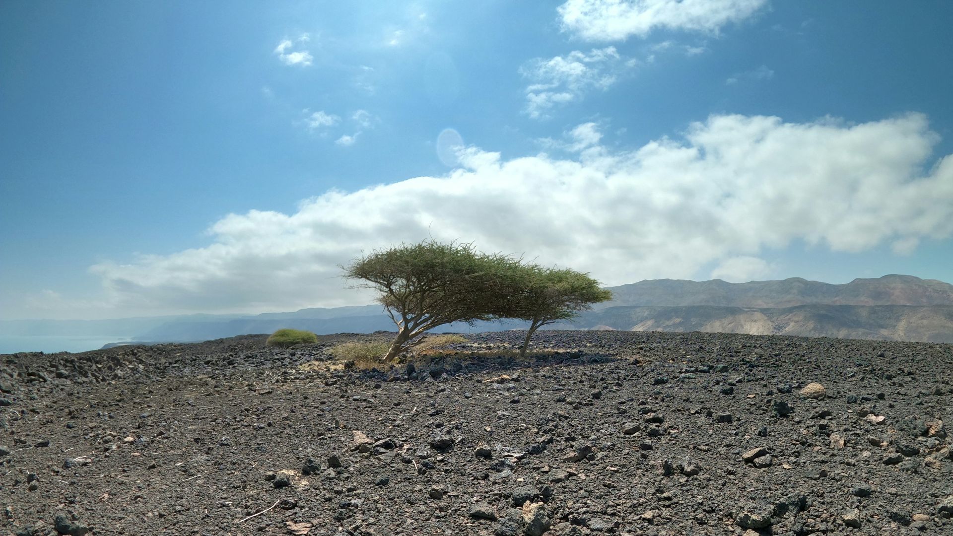 a lone tree in the middle of a rocky area