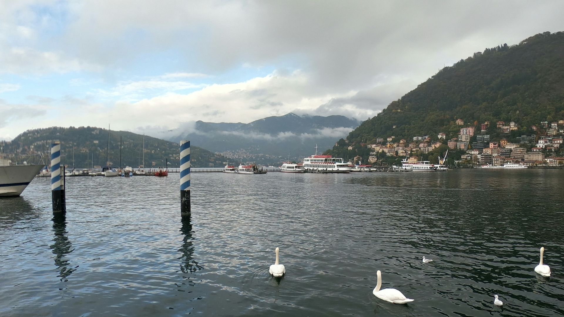 photography of white swans on body of water