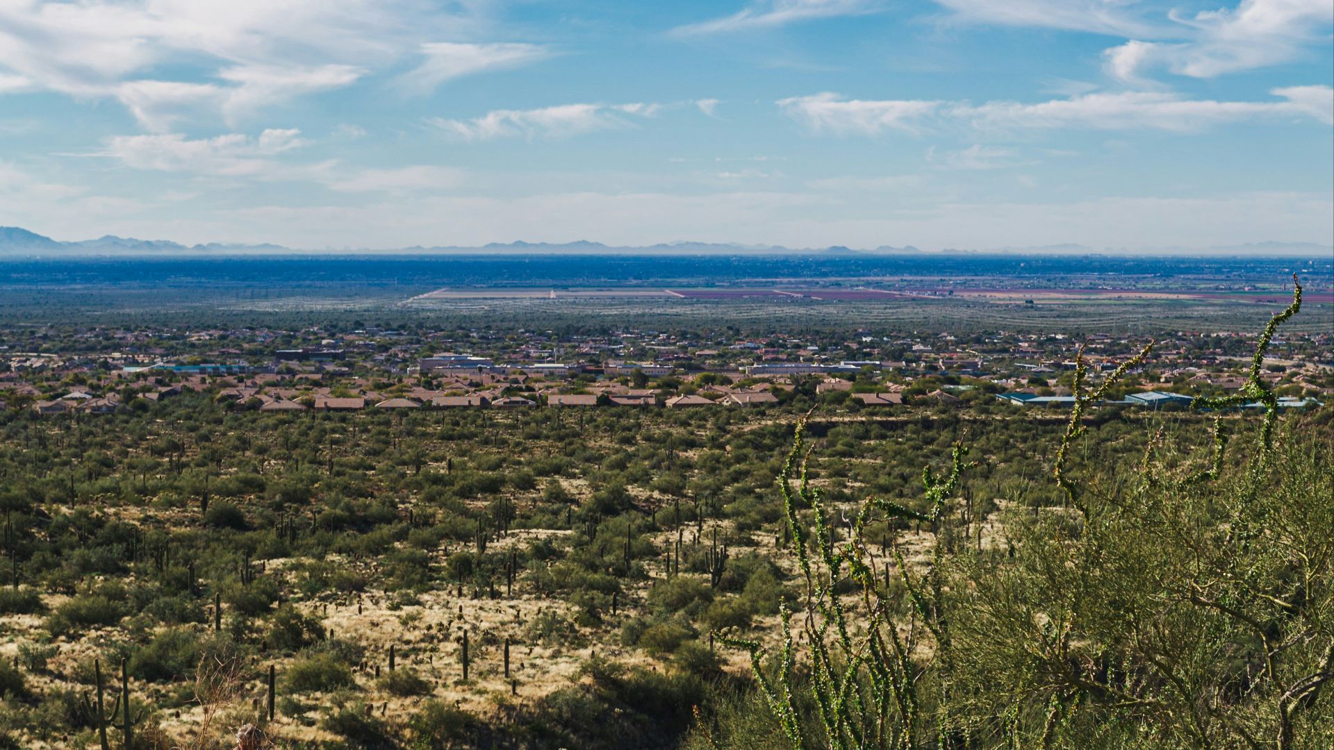 a view of a desert with a lot of trees and bushes