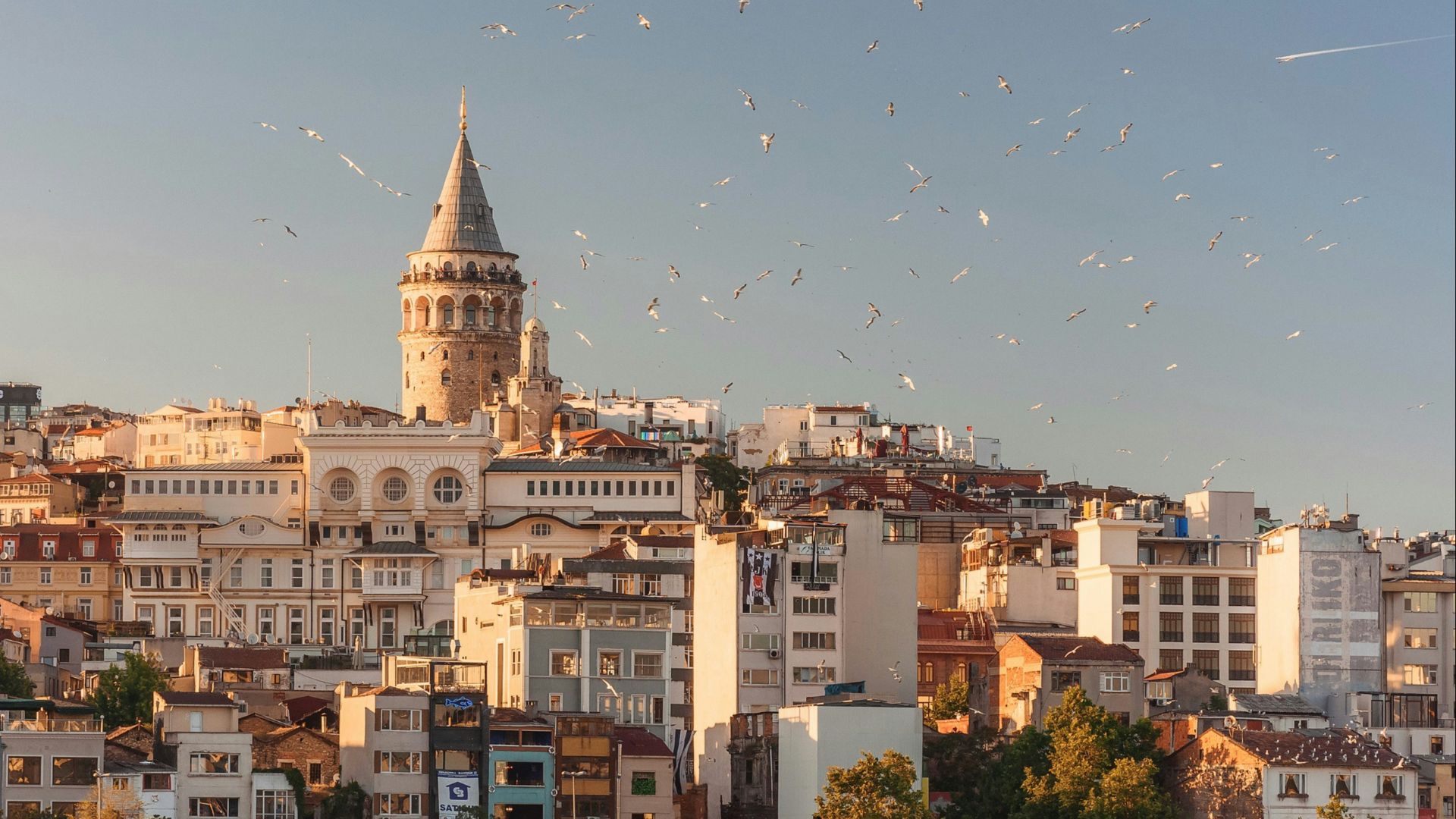 aerial view of buildings and flying birds