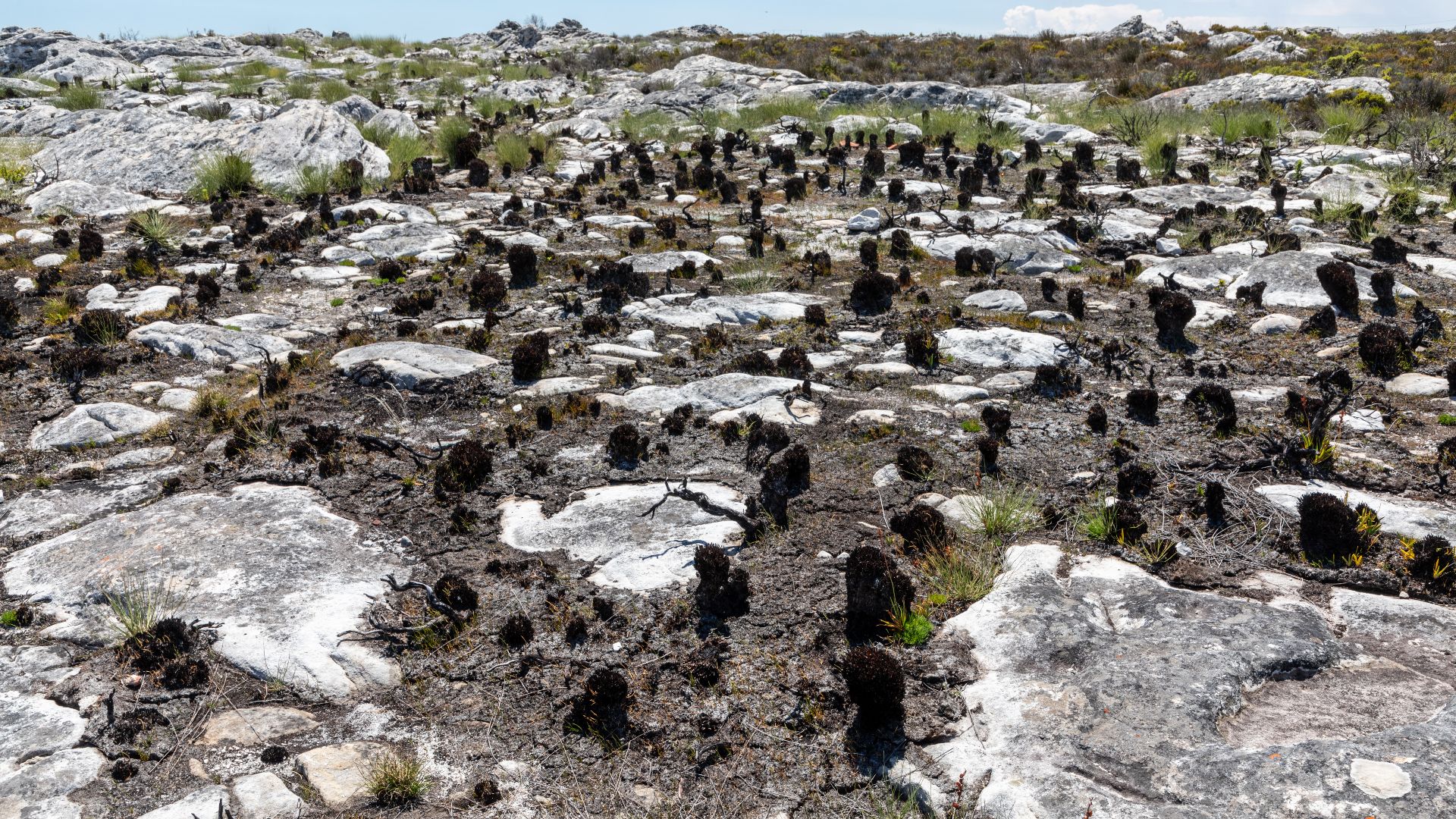 File:Cape Town (ZA), Table Mountain -- 2024 -- 2821.jpg