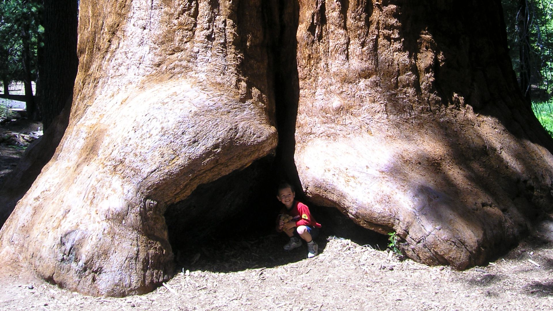 File:Giant sequoia-national-monument-jason-hickey.jpg