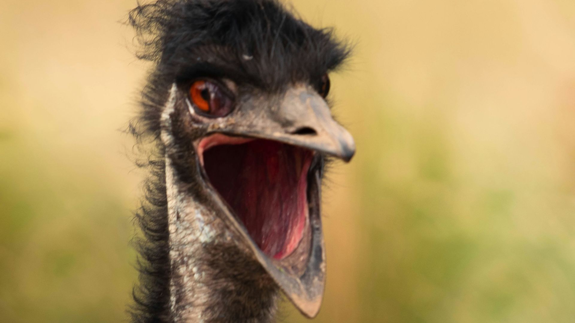 a bird with its mouth open