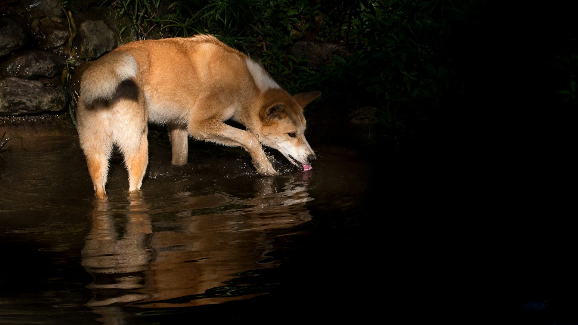 brown dog standing on stream drinking water