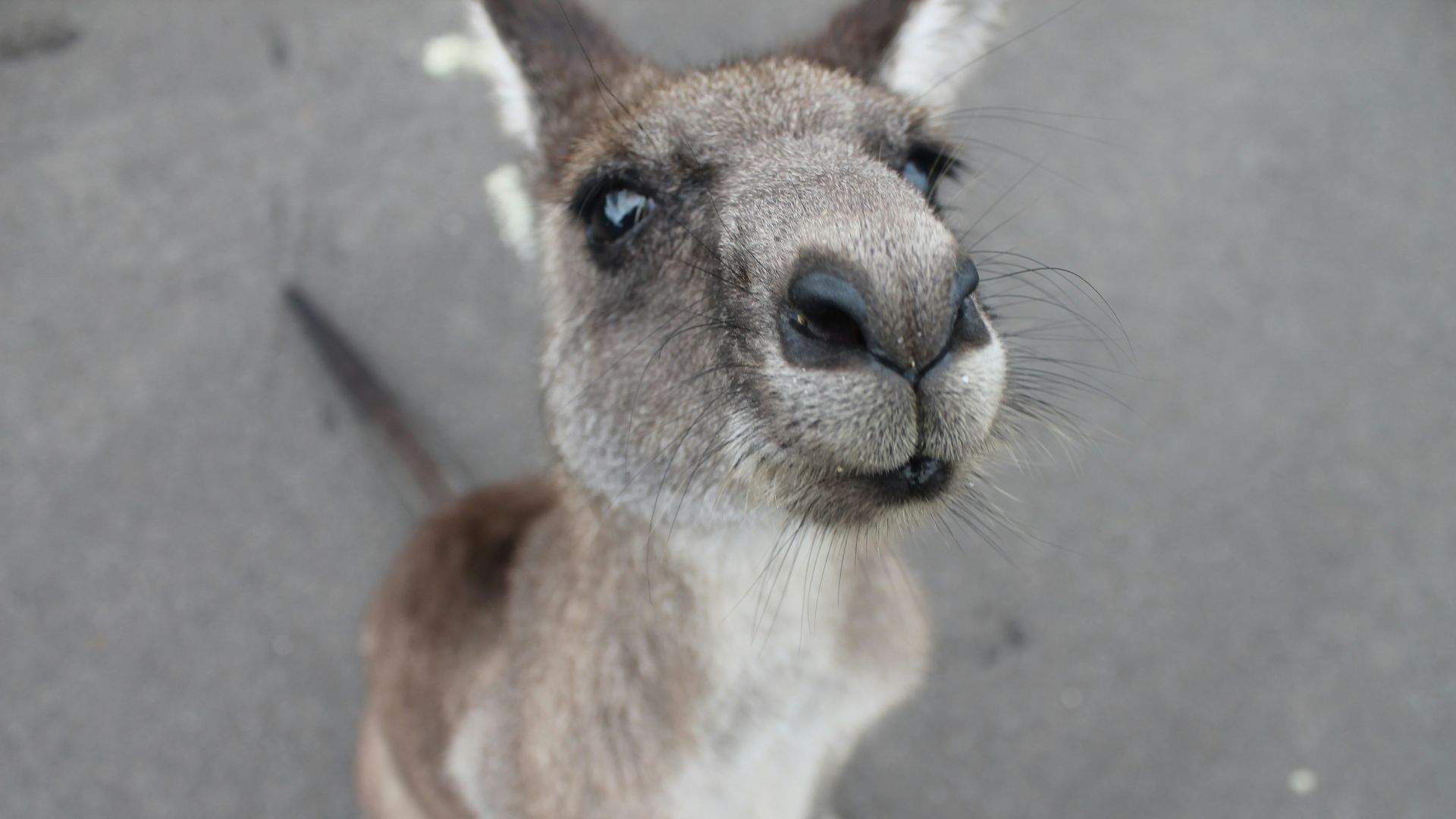 photo of gray kangaroo