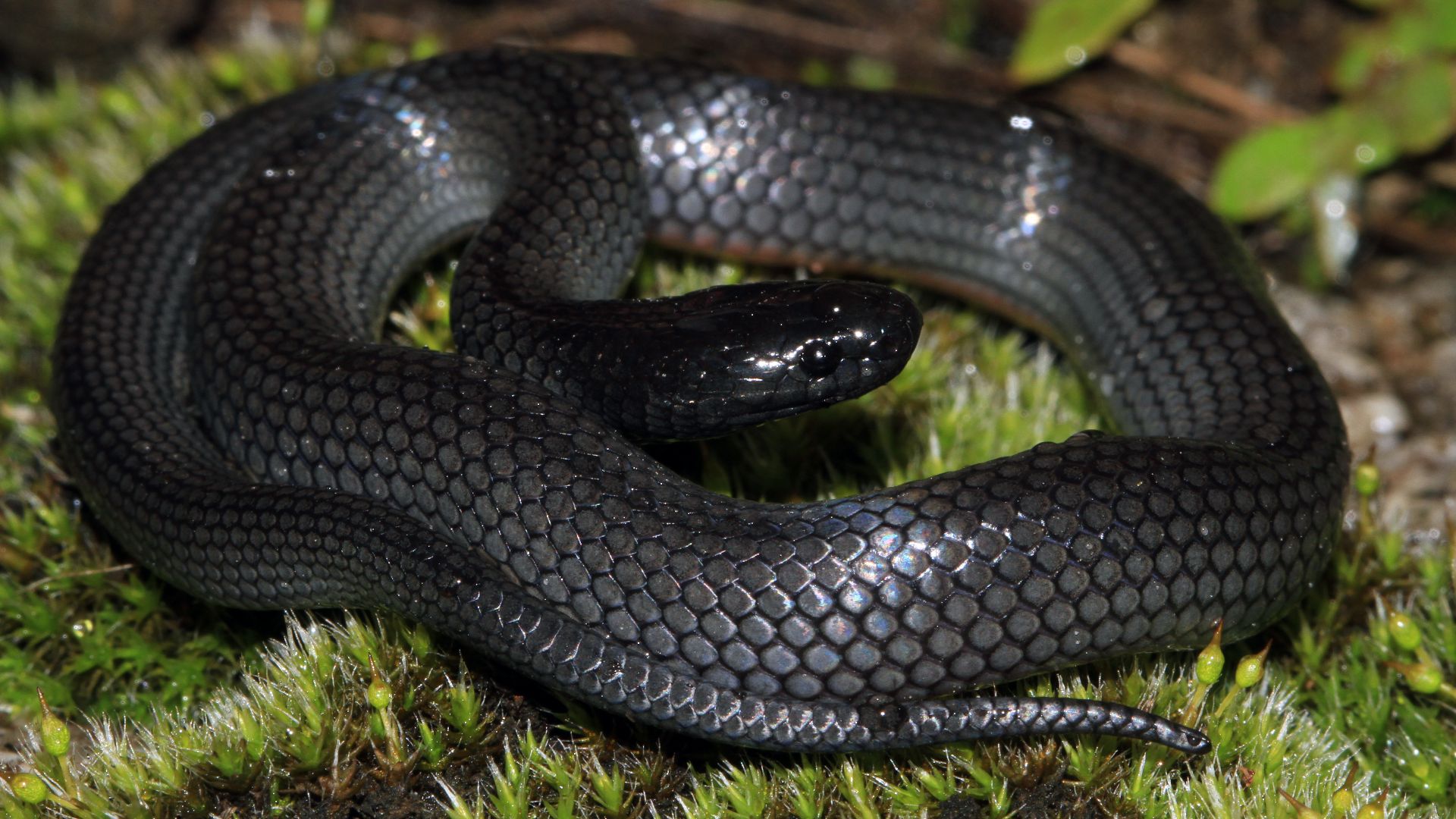 File:Eastern Small-eyed Snake (Cryptophis nigrescens) (8909118745).jpg