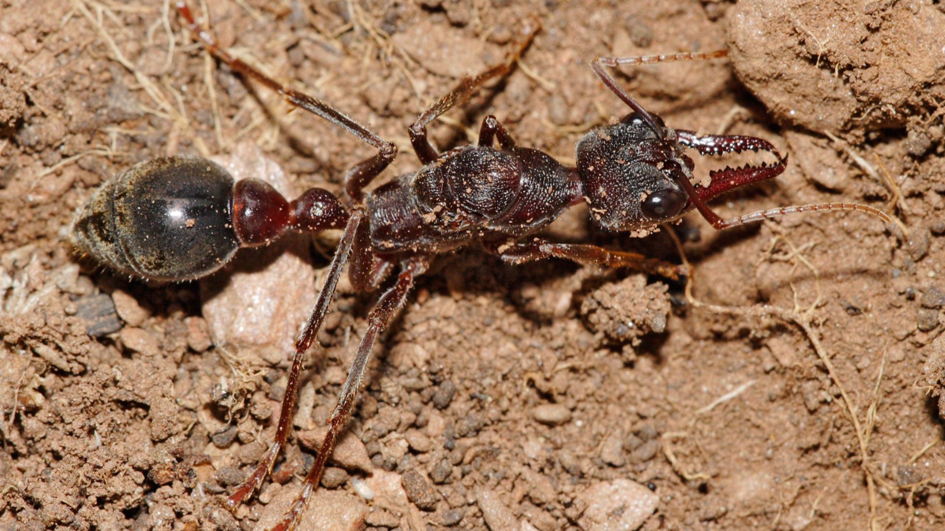 File:Bullant apr07.jpg