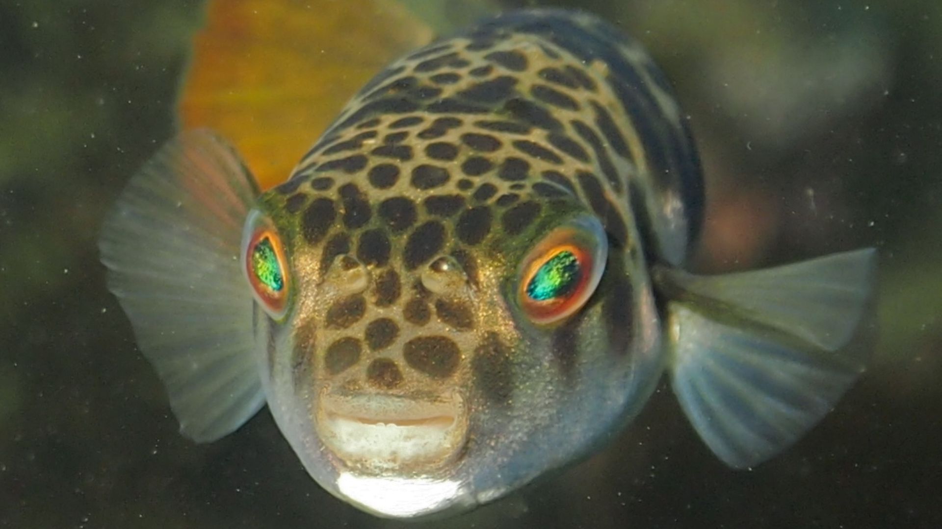 File:Smooth Toadfish-Tetractenos glaber.JPG