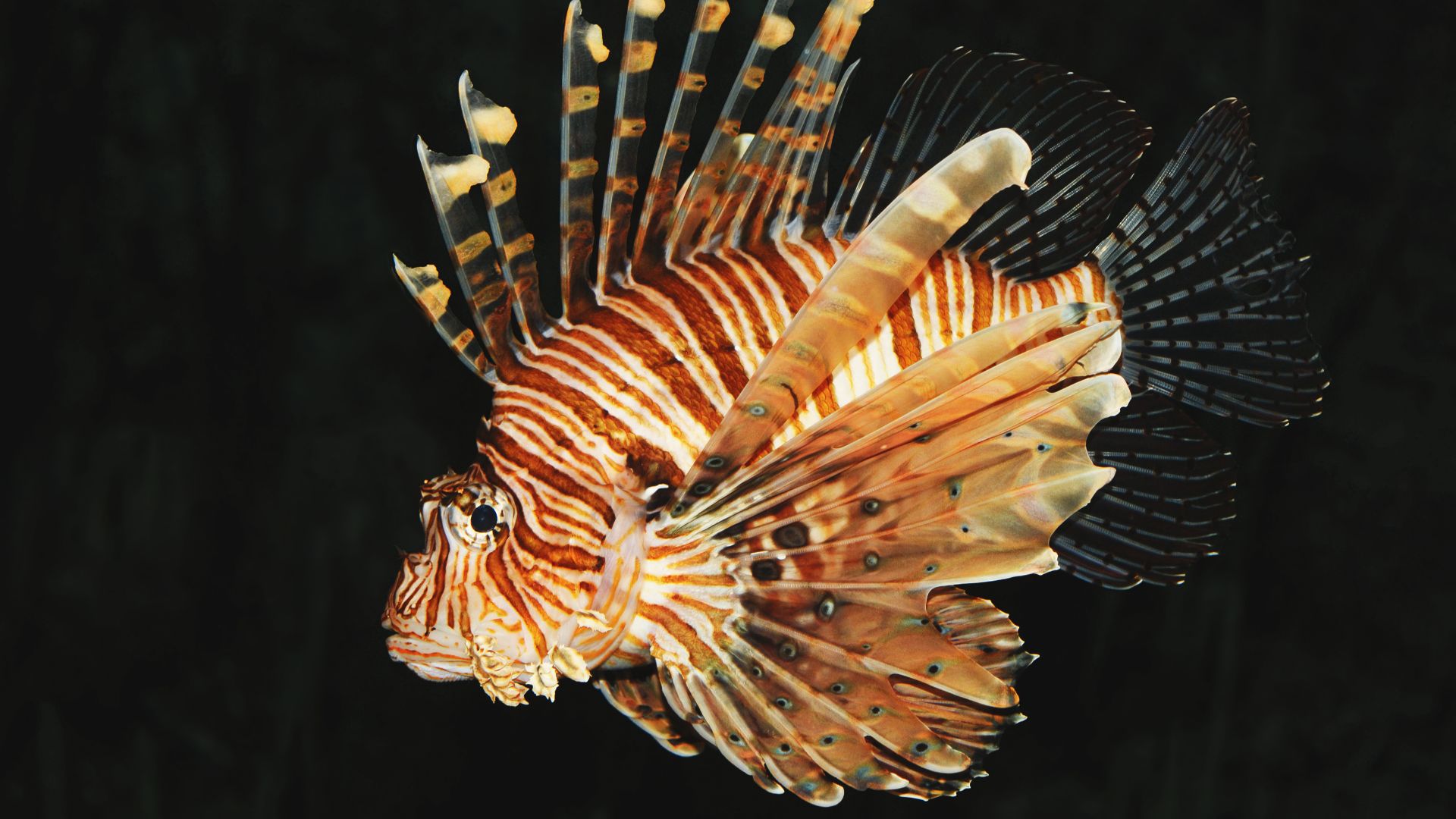 File:Common lion fish Pterois volitans.jpg