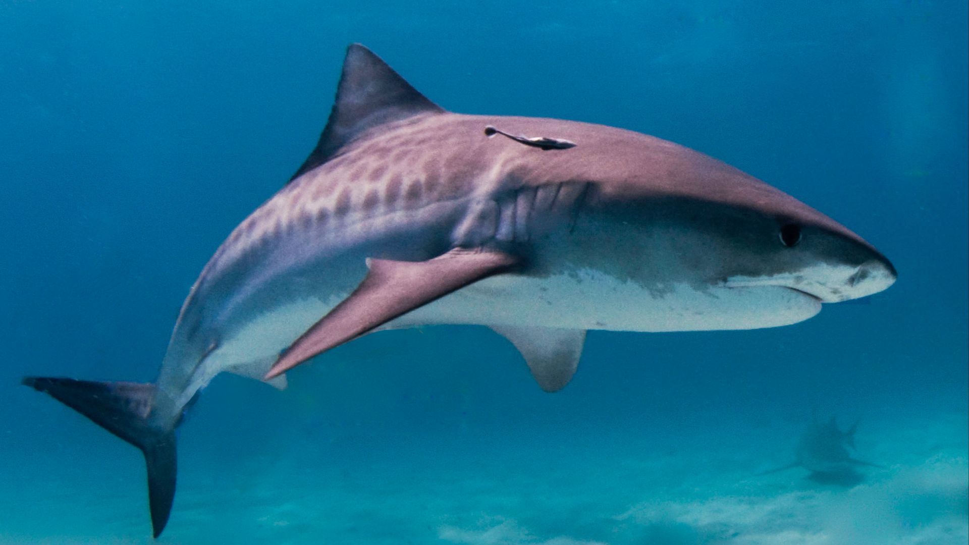 File:Tiger shark.jpg