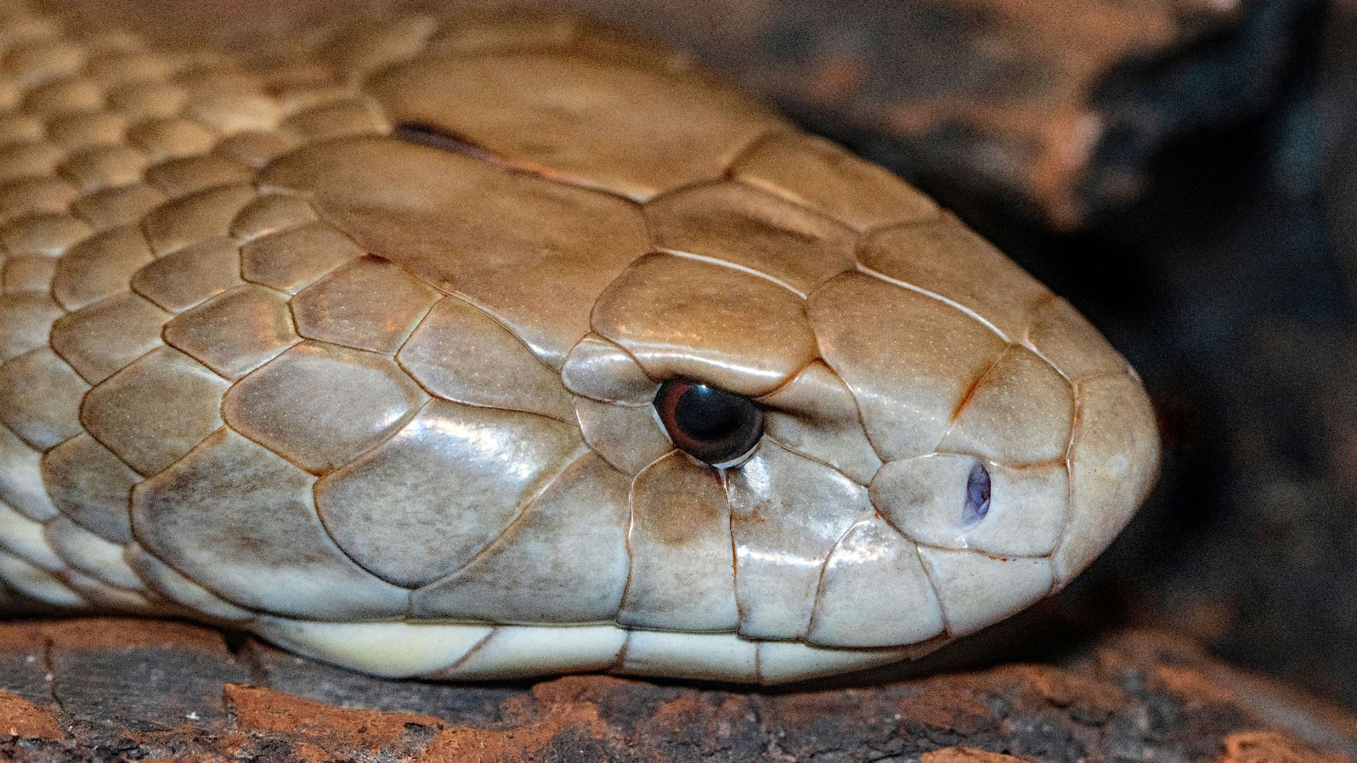 white snake on brown rock