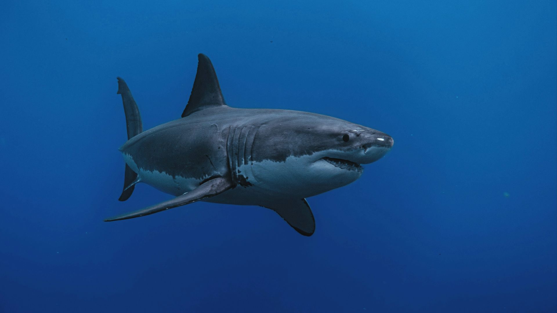 a great white shark swimming in the ocean