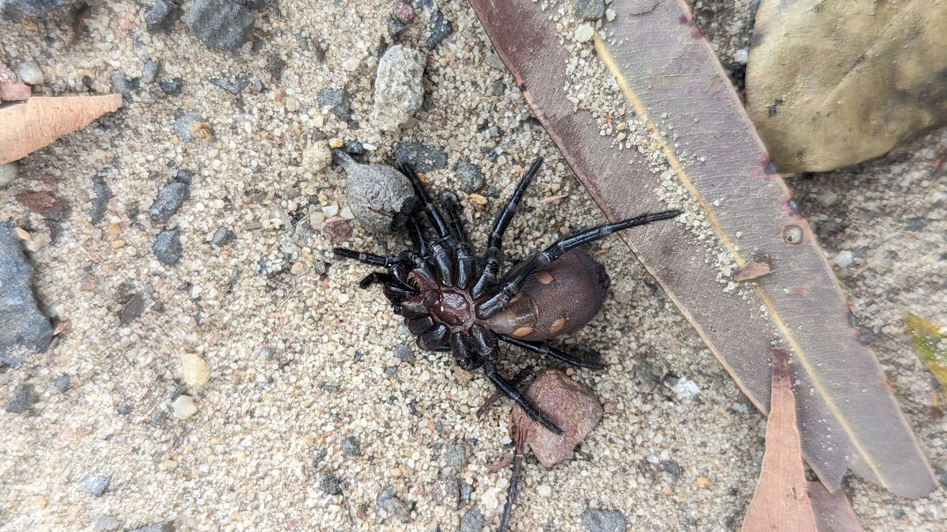 File:Atrax robustus female ventral.jpeg