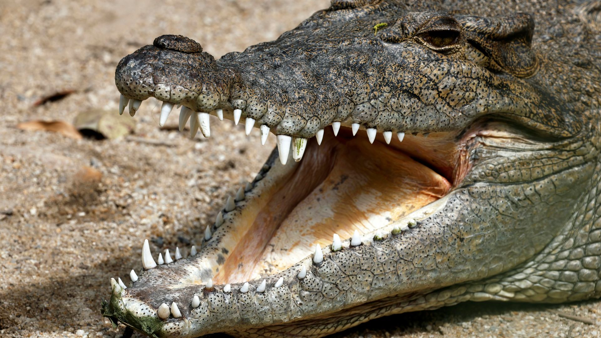 a large alligator with its mouth open showing teeth