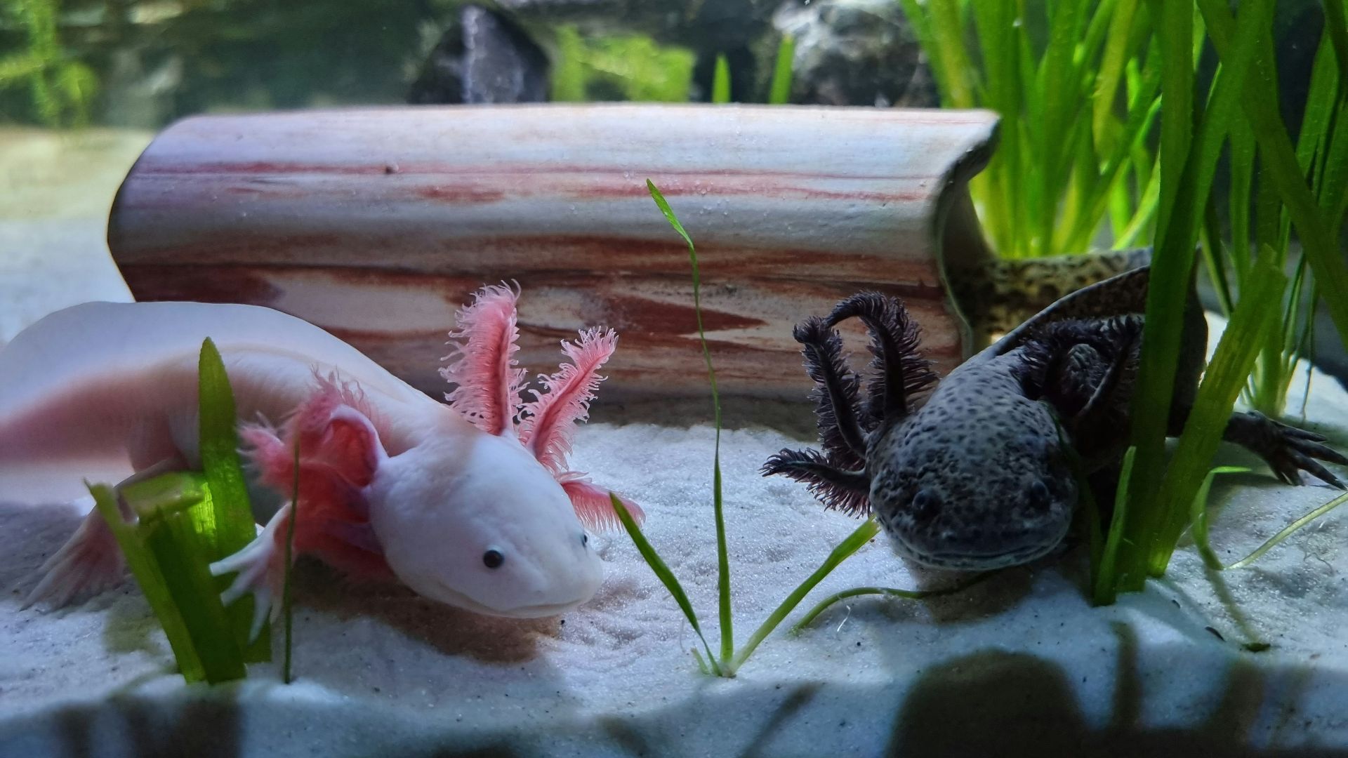 a couple of animals that are in some water