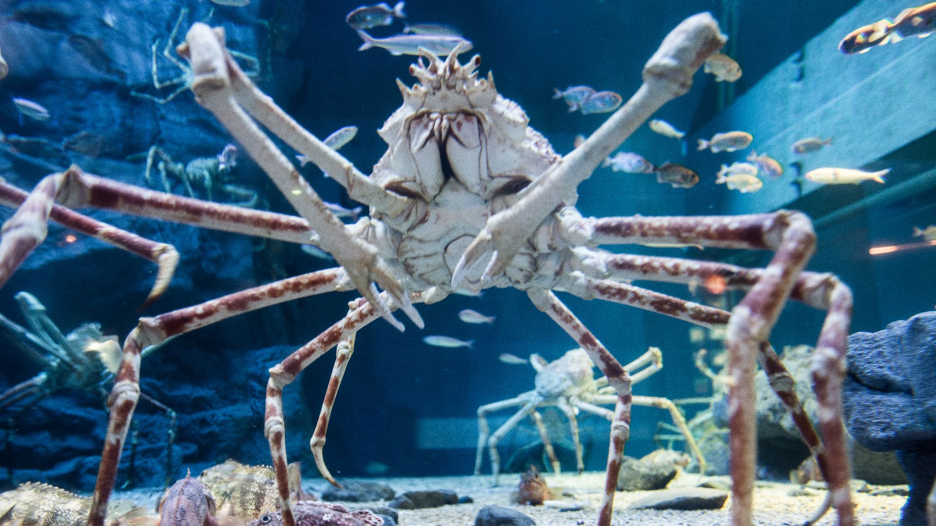 File:Japanese spider crab (15340536895).jpg