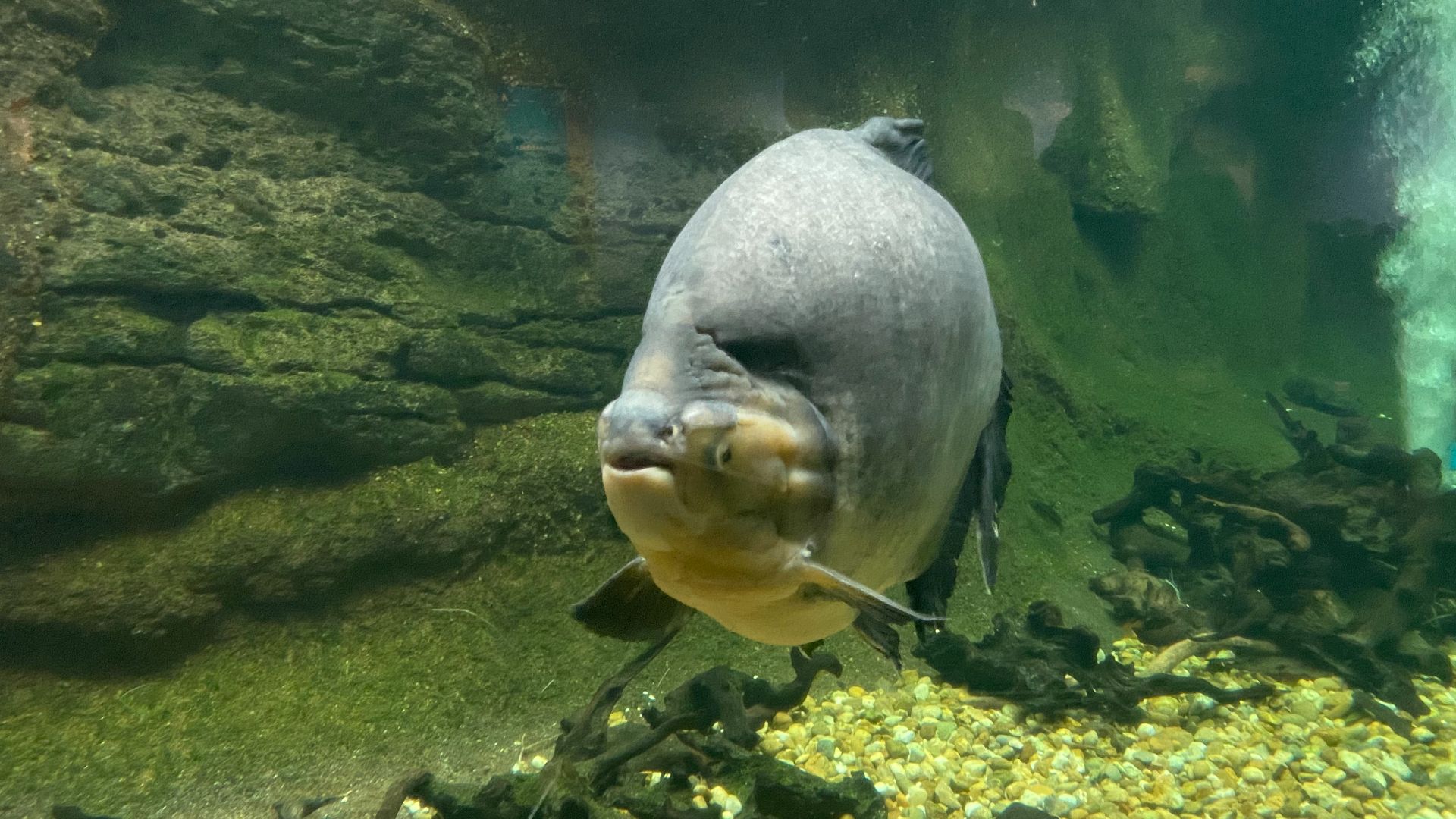 File:Black pacu and redtail catfish in National Zoo.jpg