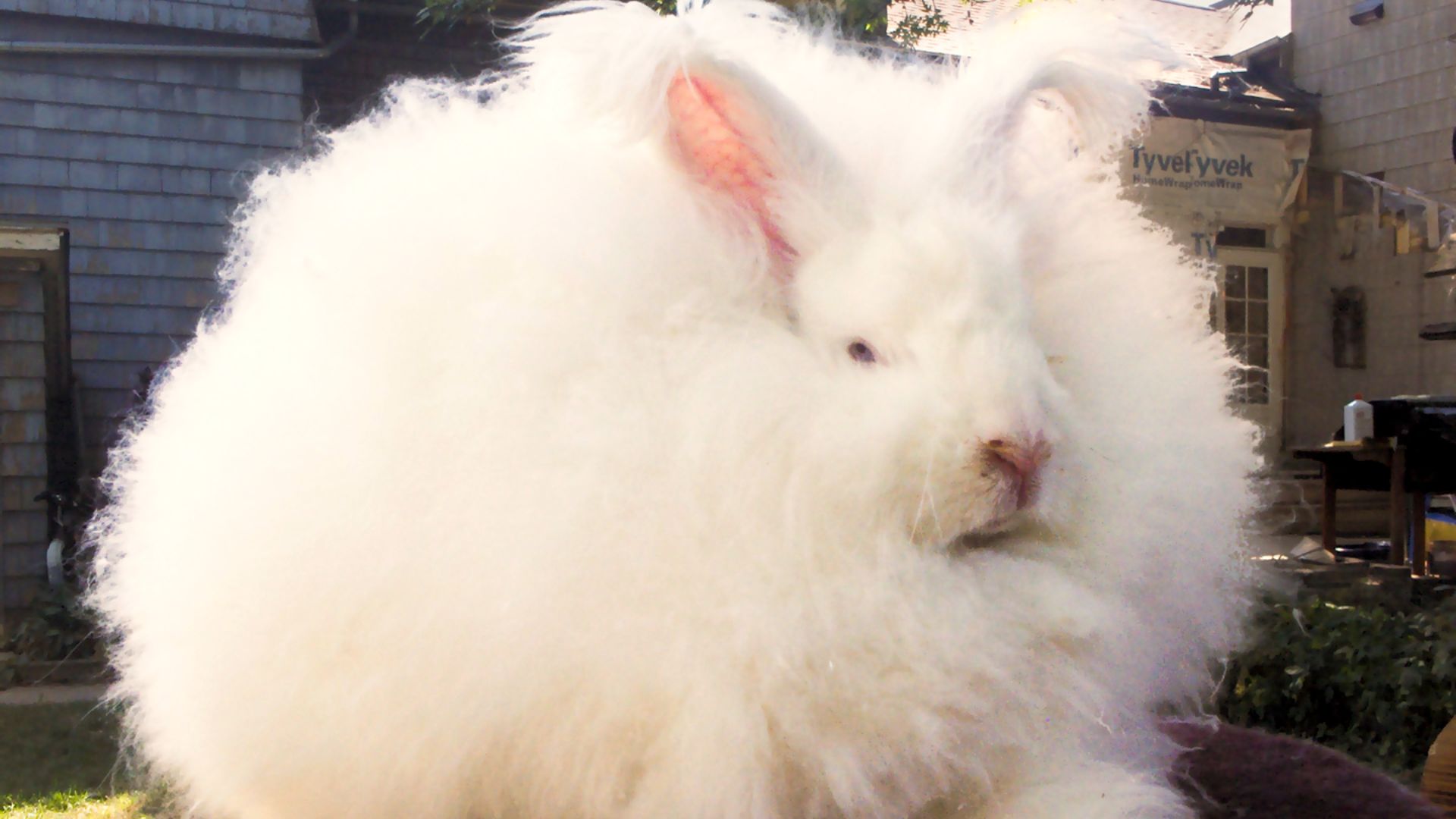 File:Joey Giant Angora Buck-rebalanced.jpg