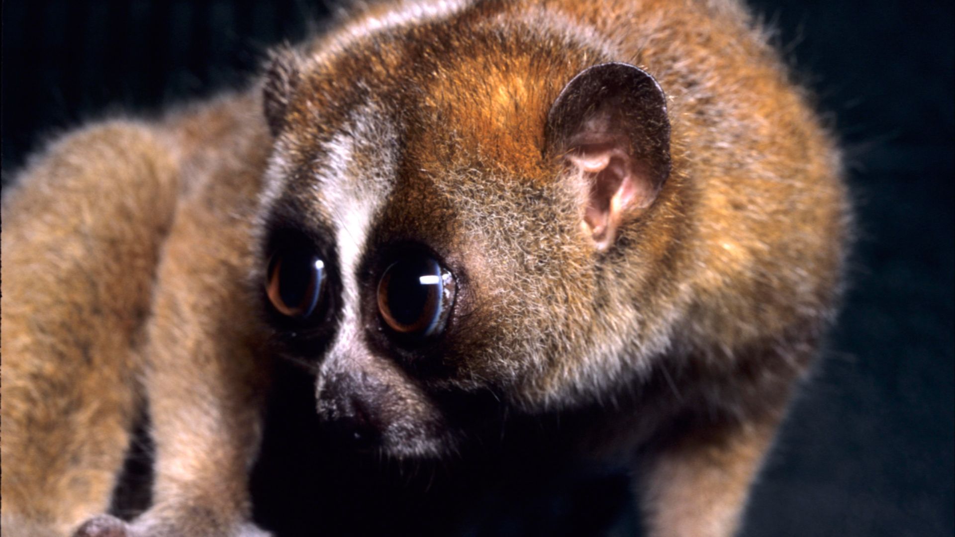 File:Nycticebus pygmaeus 003.jpg
