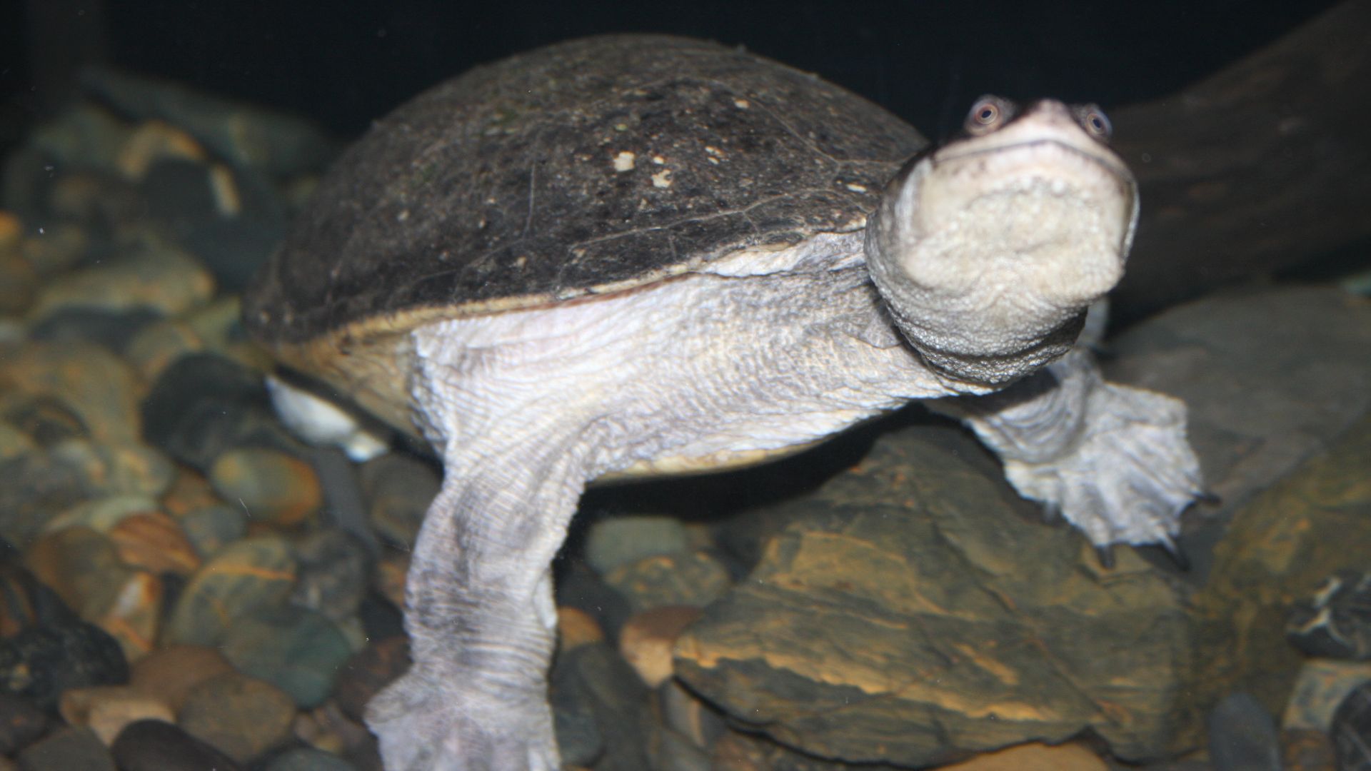 File:Chelodina longicollis 01.JPG