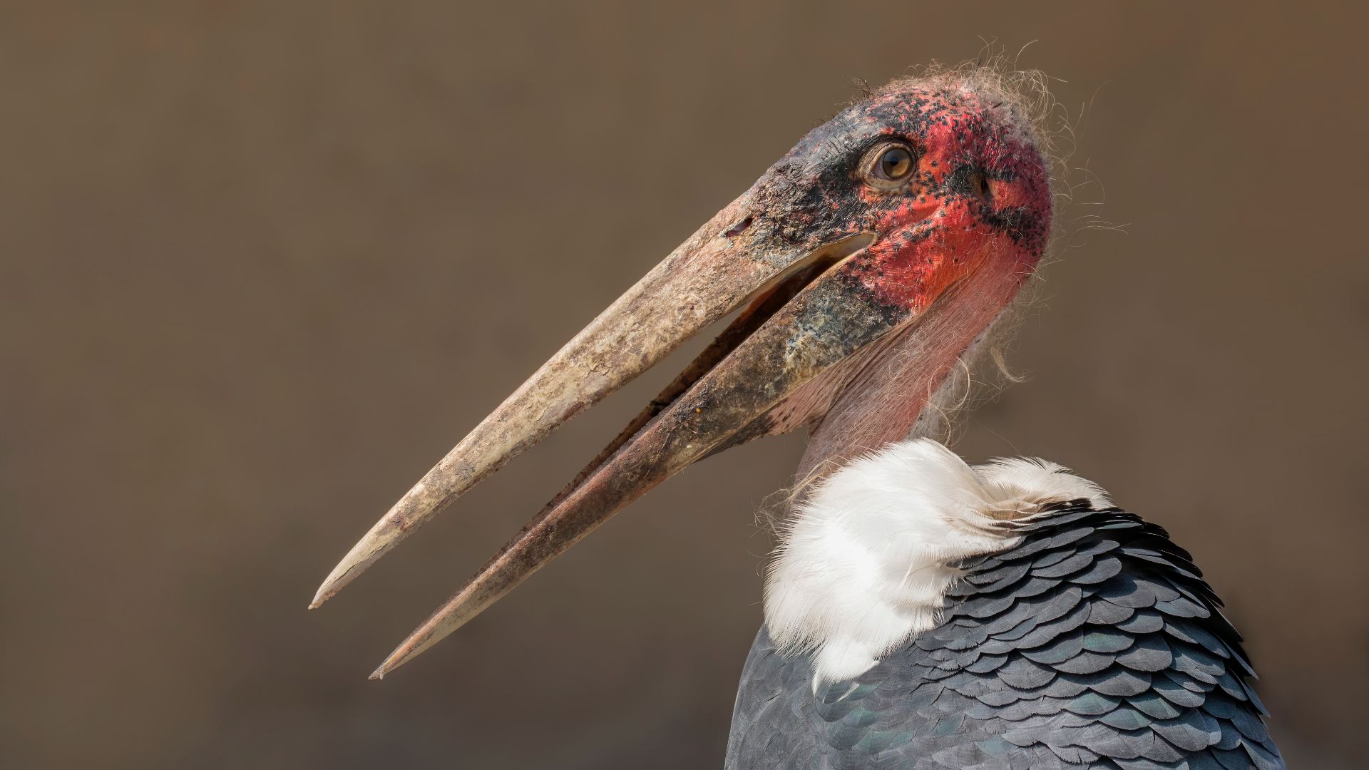 File:Marabou stork (Leptoptilos crumenifer) head.jpg