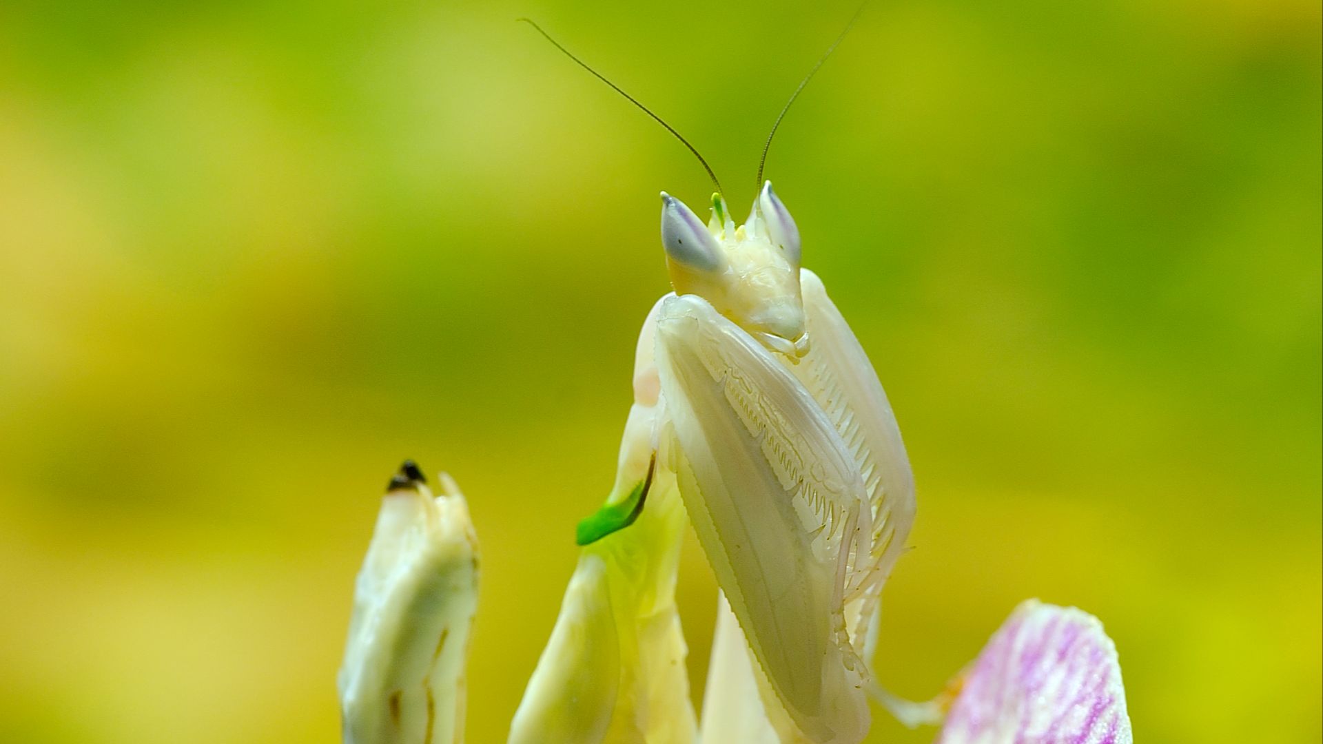 File:Mantis Hymenopus coronatus 6 Luc Viatour.jpg