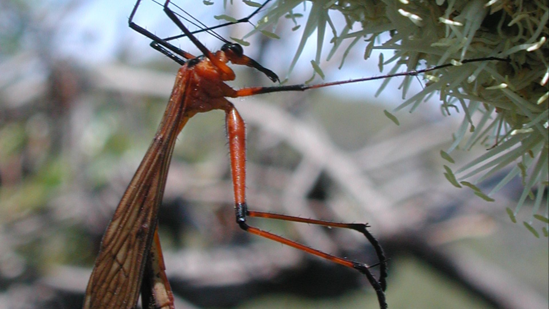 File:Bittacidae fg1.jpg