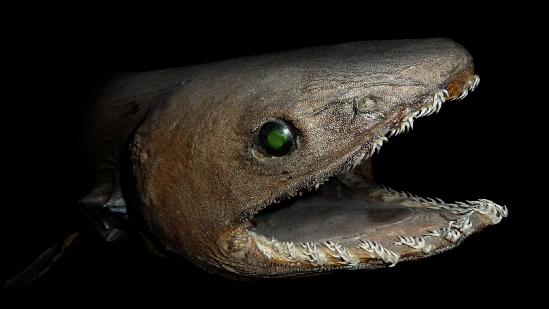 File:Chlamydoselachus anguineus head.jpg