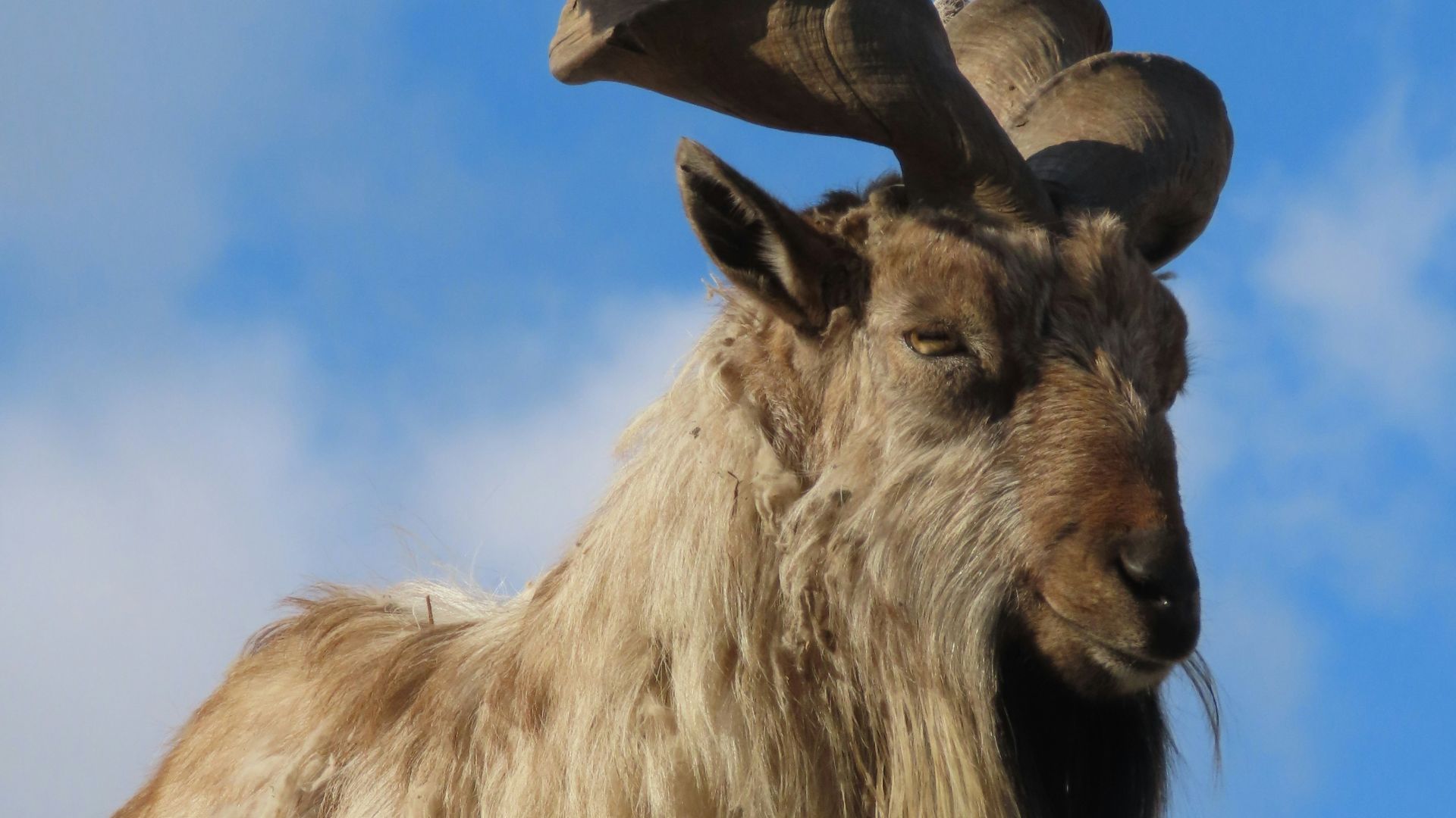 a bird flying over a goat